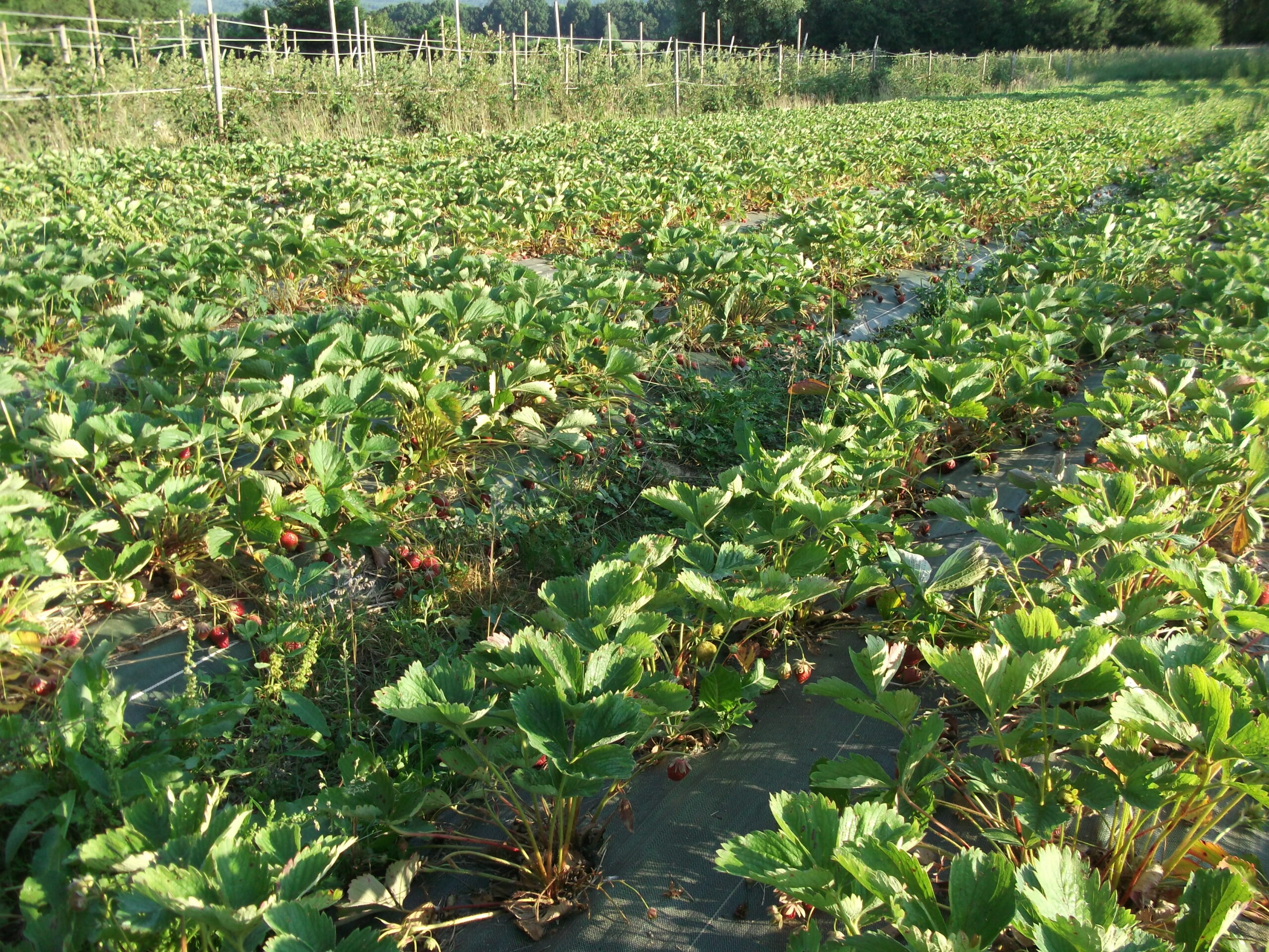 Les vergers de Devecey. Champ de fraises